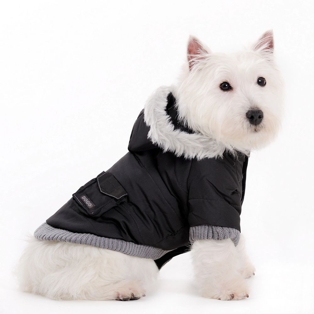 West Highland Terrier dog wearing a warm black dog coat sitting posing like a perfect dog model.