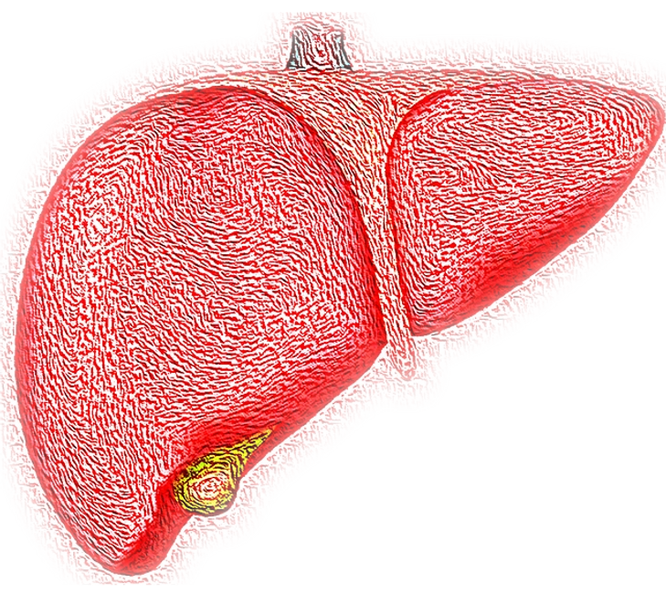 how to help your liver work better