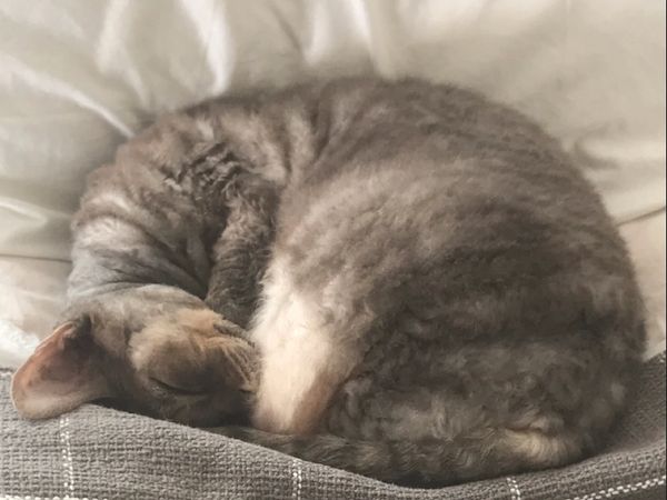 Car sleeping during cat care!