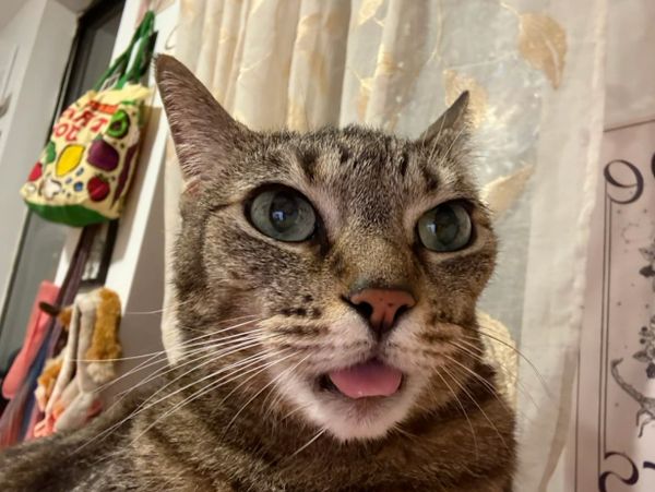 Around the clock cat sitting and cat care 
