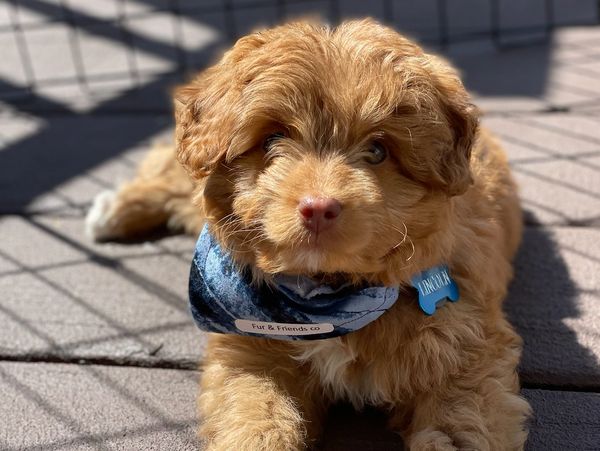 Cute dog