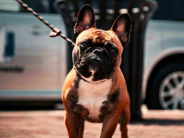 Dog ready for a long dog walk
