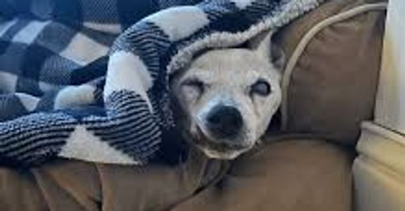 Dog boarding and sitting over night in New York City