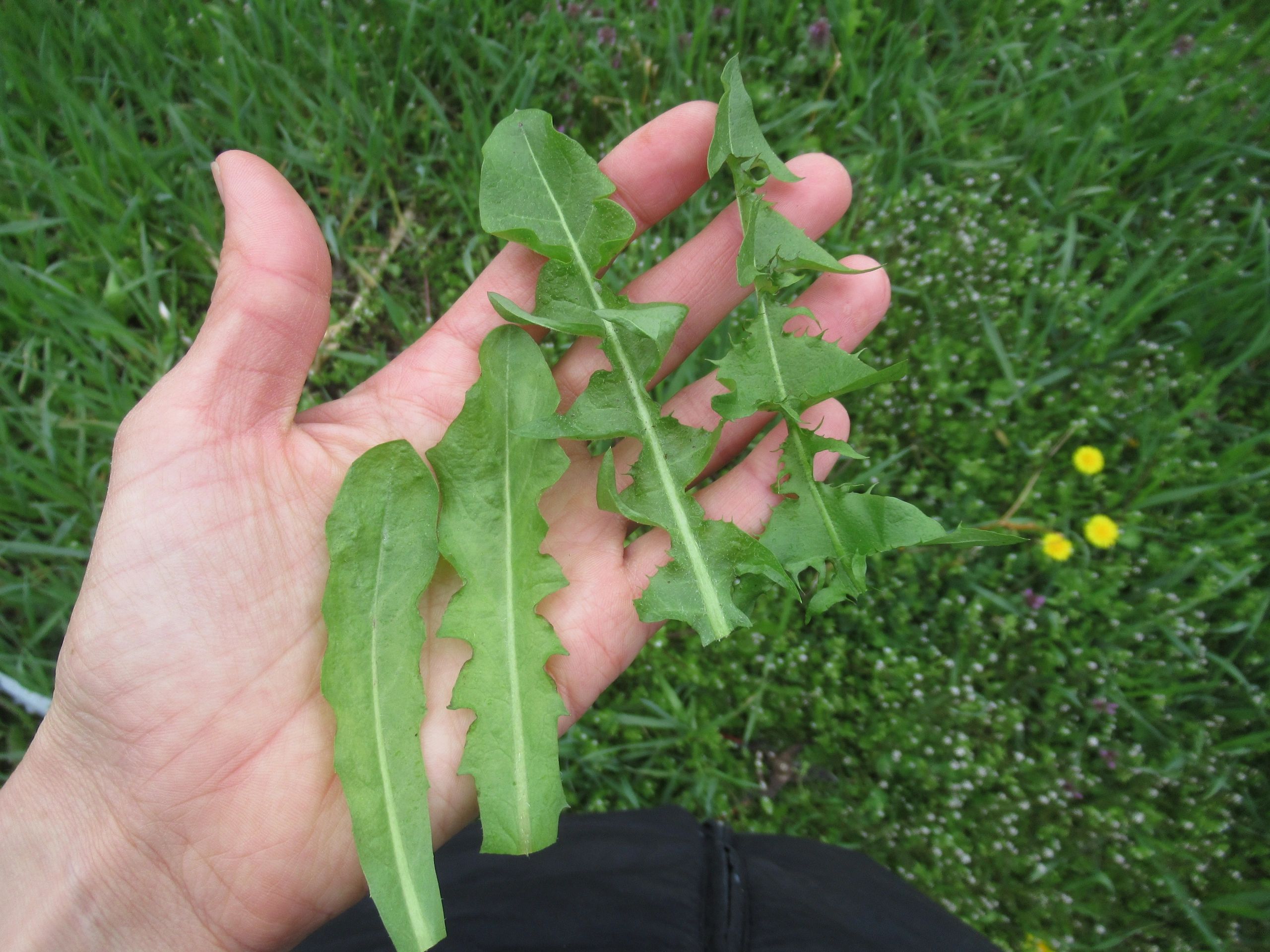 Dandelion vs. "Cats ear"
