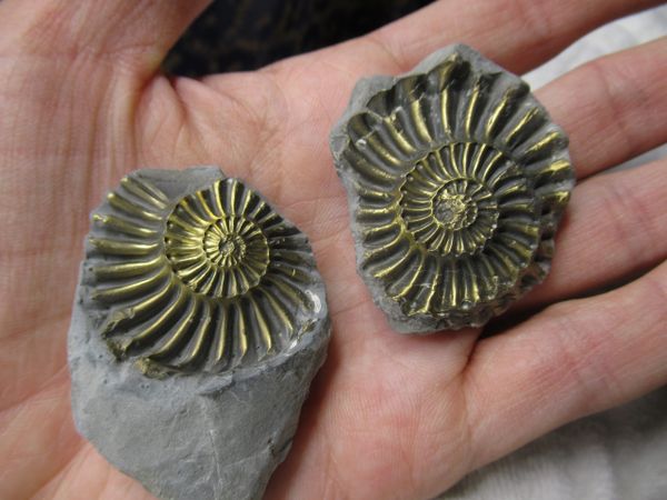 Thumbnail of Pyritized Ammonite Fossil (Pleuroceras)