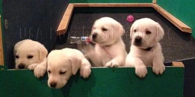  Black, Chocolate, Yellow, Dudley Low Shed AKC Lab Puppies for Sale in Chicago, IL