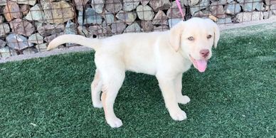  Black, Chocolate, Yellow, Dudley Low Shed AKC Lab Puppies for Sale in Chicago, IL