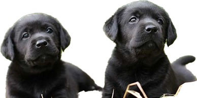  Black, Chocolate, Yellow, Dudley Low Shed AKC Lab Puppies for Sale in Chicago, IL