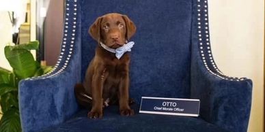  Black, Chocolate, Yellow, Dudley Low Shed AKC Lab Puppies for Sale in Chicago, IL