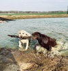 AKC Low Shed Lab Puppies