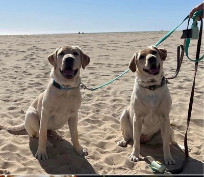 Yellow Chocolate Black English American AKC Lab Puppies for Sale in Effingham, IL