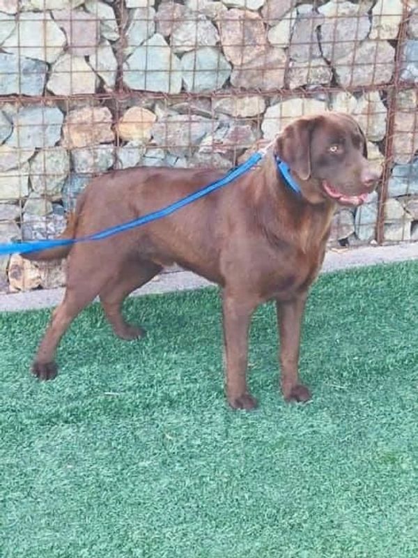 Yellow Chocolate Black Pure Breed English American AKC Low Shed Lab Puppies for Sale in Chicago, IL