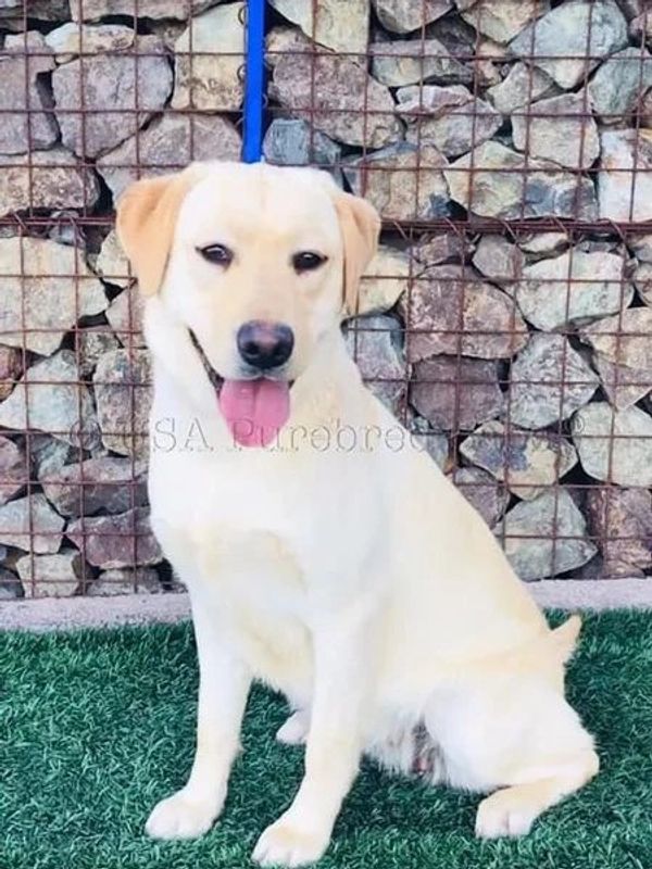 Yellow Chocolate Black Pure Breed English American AKC Low Shed Lab Puppies for Sale in Chicago, IL