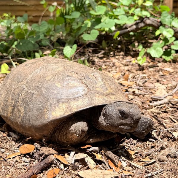 Turtle resting on dry leaves and soil.