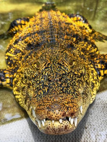 Close-up of a yellow and black crocodile in water.