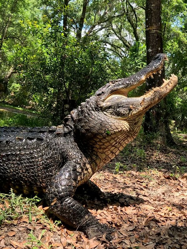 Alligator with mouth open in a forest setting.
