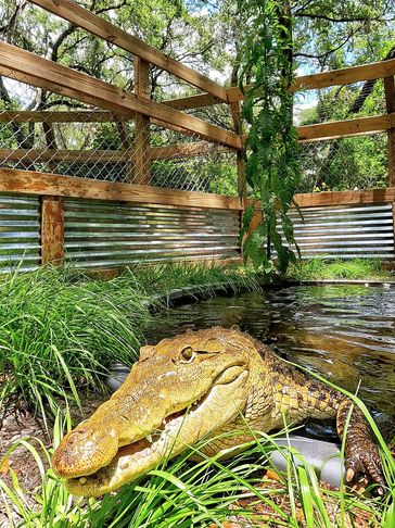 A crocodile resting near a pond in an enclosure.