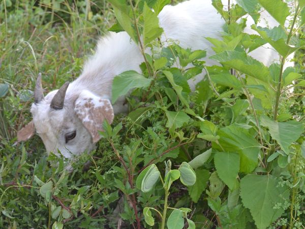 goats eating brush