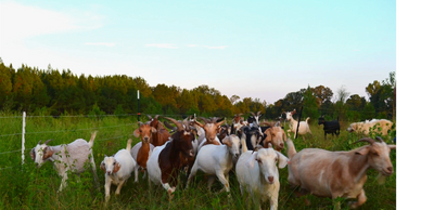 goats entering new work area