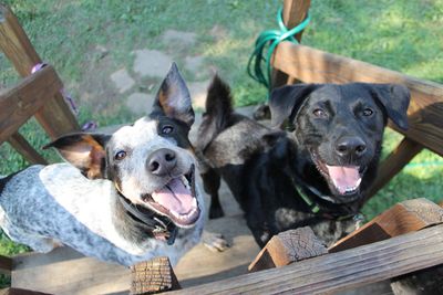 Dogs smiling at dog daycare.