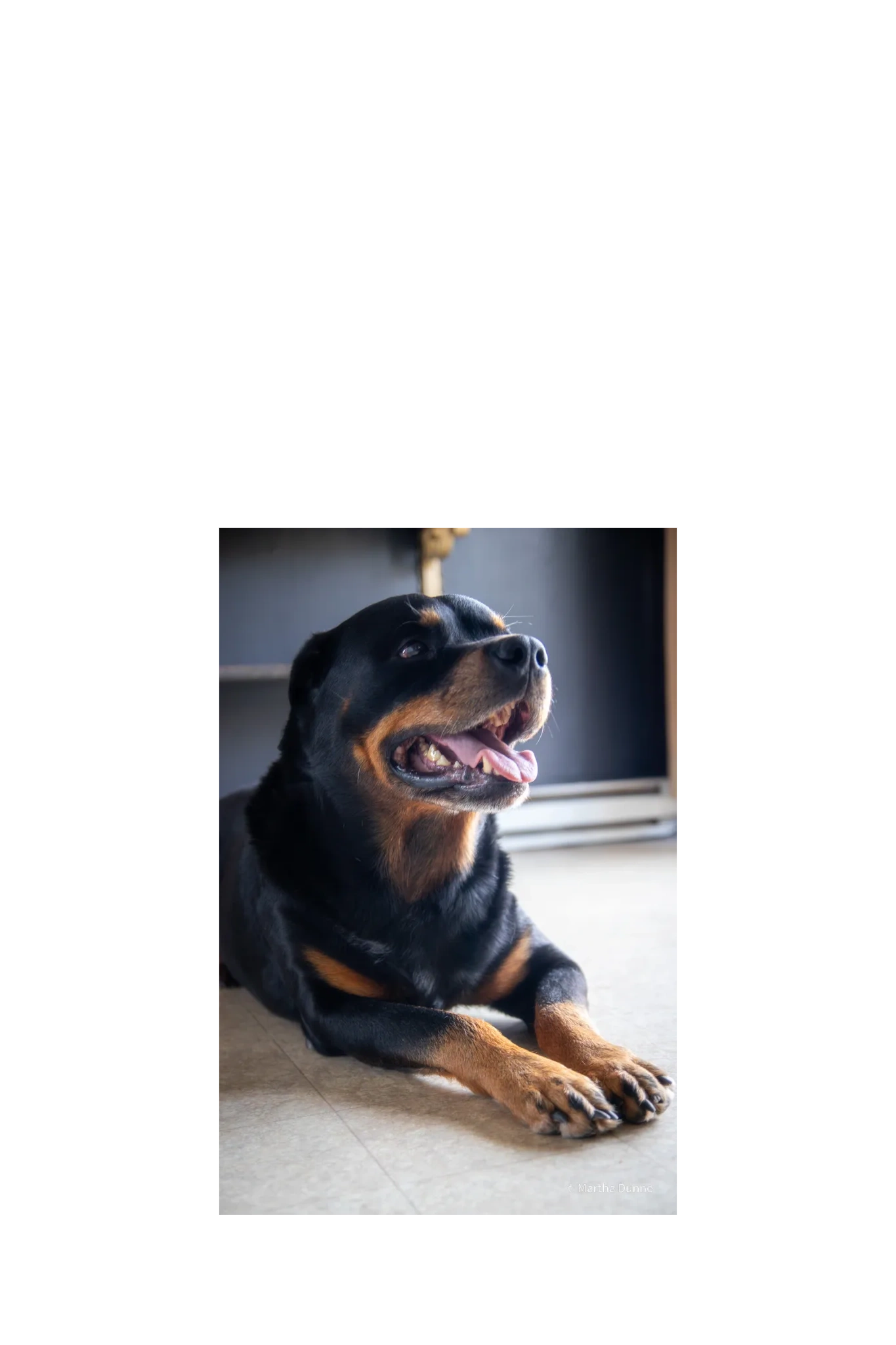 Rottweiler picture.