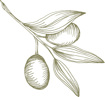 Illustration of olive branch with two olives and leaves.