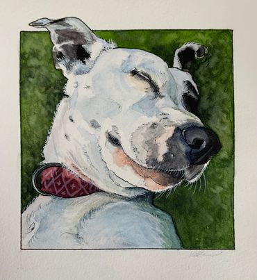 Dog in grass