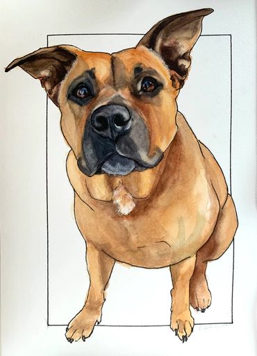 Pit bull mix 