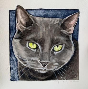 Grey cat