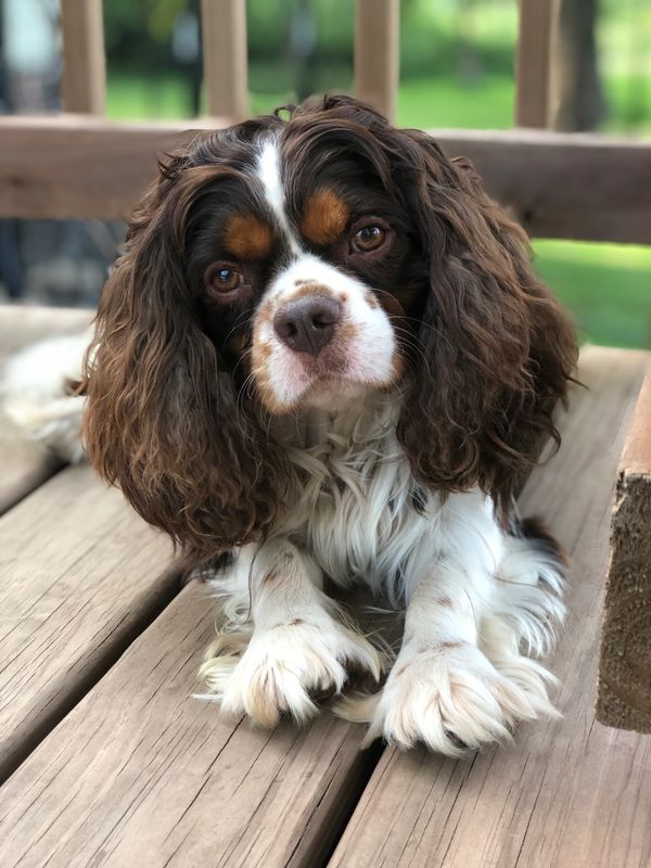 cavalier king charles spaniel colors tri-color