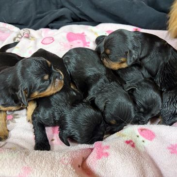 A group of newborn puppies cuddled together.