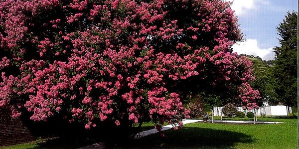 Beautiful crepe myrtle tree in full bloom in front of LLI