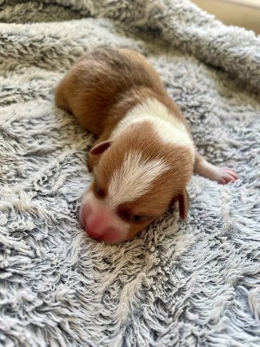 merle corgi puppy