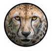 CLEANINGCHEETAH