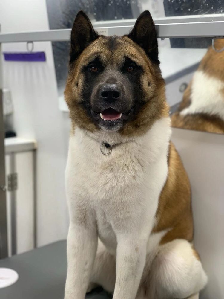 A large, fluffy dog with a black and tan face sitting indoors.