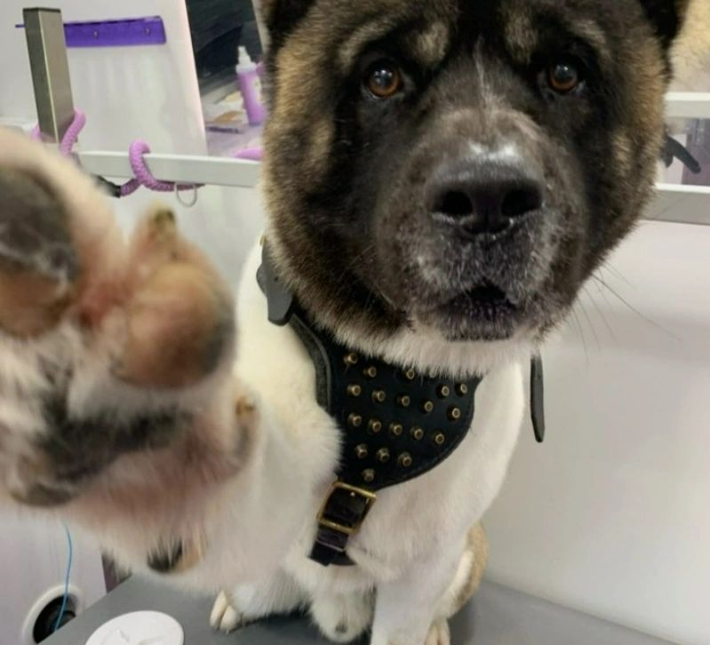 Close-up of a dog reaching its paw towards the camera.
