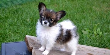 Image of a puppy