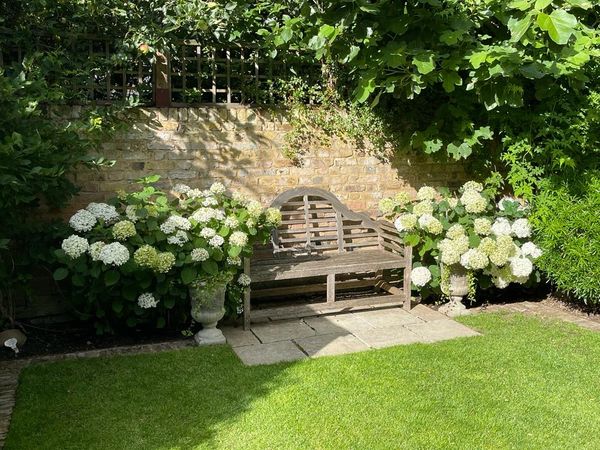 Seating area at back of garden with a wooden bench in the middle of two large blooming hydrangeas