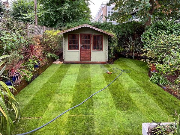 Lawn turf recently laid in a small garden with a shed at the back, bordered with raised sleepers