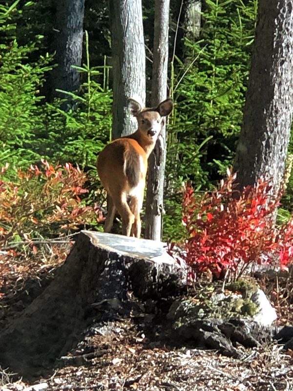 Some Long Island Maine natives checking out our work.