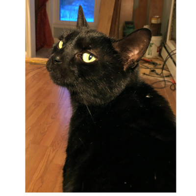 Black cat