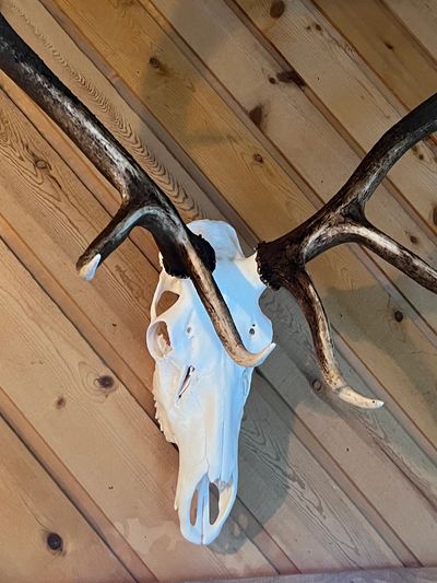 Mounted deer skull with large antlers on a wooden wall.