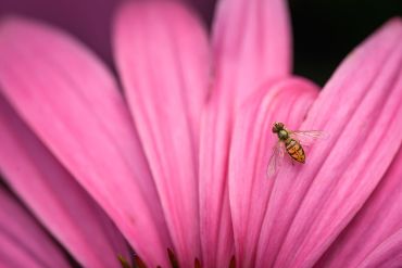 Small insect on a pink flower petal.