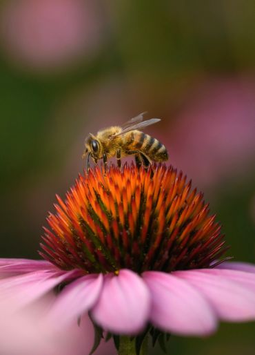 Bee on a purple coneflower.