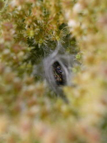Close-up of a spider peeking from its web.