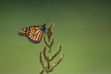 Monarch butterfly on a plant with a green background.