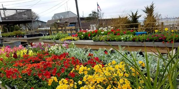 Wide variety of Trees, Bushes, Shrubs, Annuals, Perennials & gardening needs