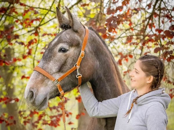 Junges Pferd mit braunen Halfter und Reiterin