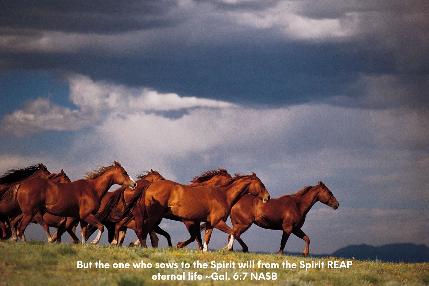 But the one who sows to the Spirit will from the Spirit REAP eternal life ~Gal. 6:7 NASB