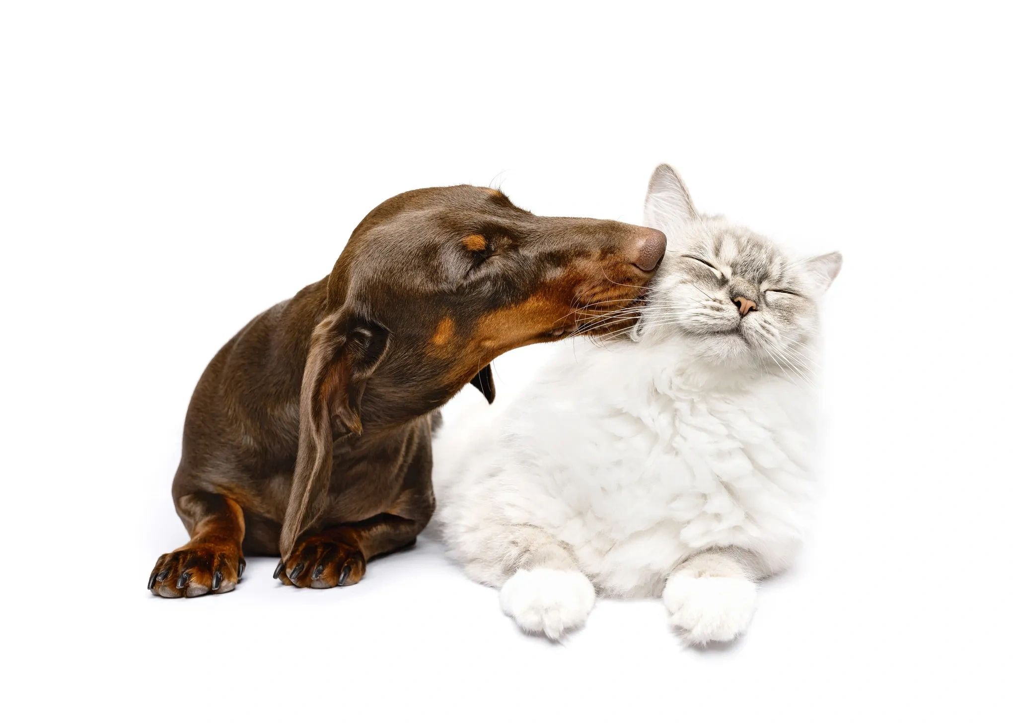 Dachshund licking a white cat, showing trusted in-home pet care in Ormond Beach and Palm Coast FL